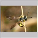 Cerceris arenaria - Sandknotenwespe m10a 10mm Sandgrube Niedringhaussee-det.jpg